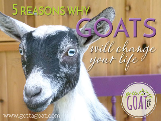 5 Reasons Why Goats Will Change Your Life