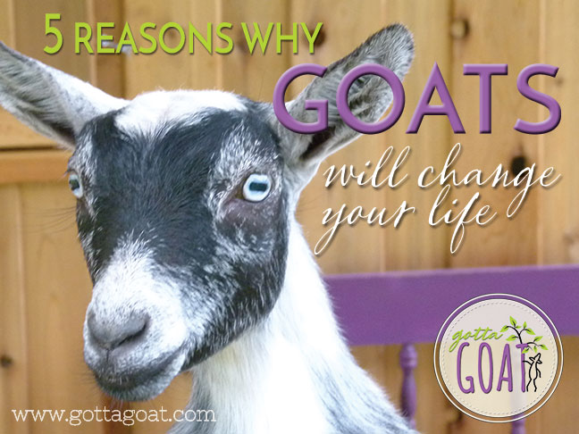 5 Reasons Why Goats Will Change Your Life