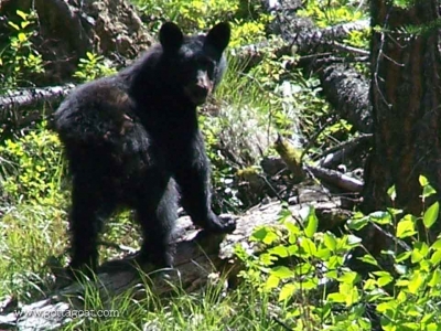 A Visitor to Our Yard - Young Black Bear