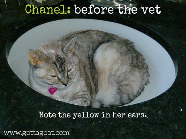 Chanel before the vet
