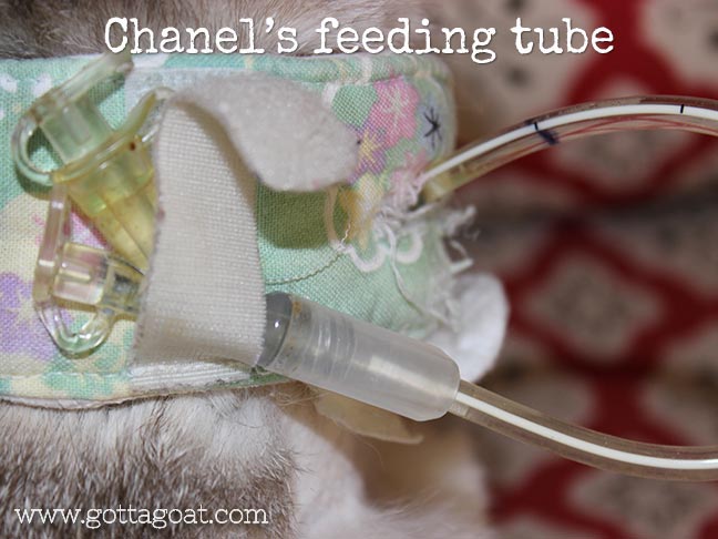 Chanel's feeding tube
