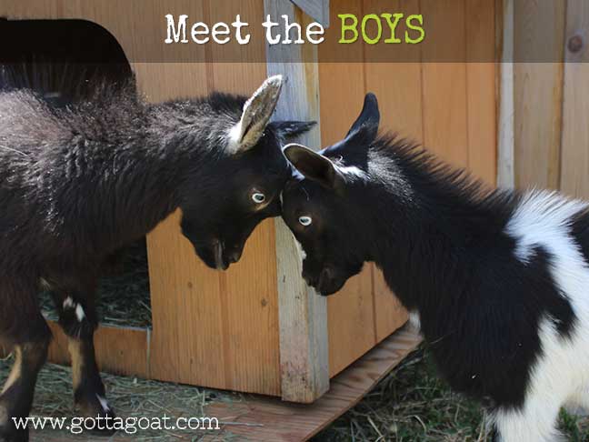 Meet the Bucks at GottaGoat Farm!