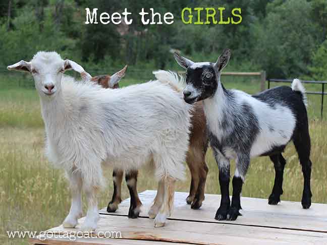 Meet the Girls at GottaGoat Farm