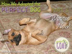 How We Adopted the Perfect Dog Part 3