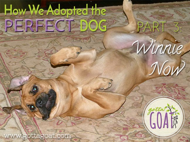 How We Adopted the PERFECT Dog    Part 3:  Winnie Now