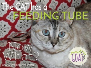 The cat has a feeding tube - now what?