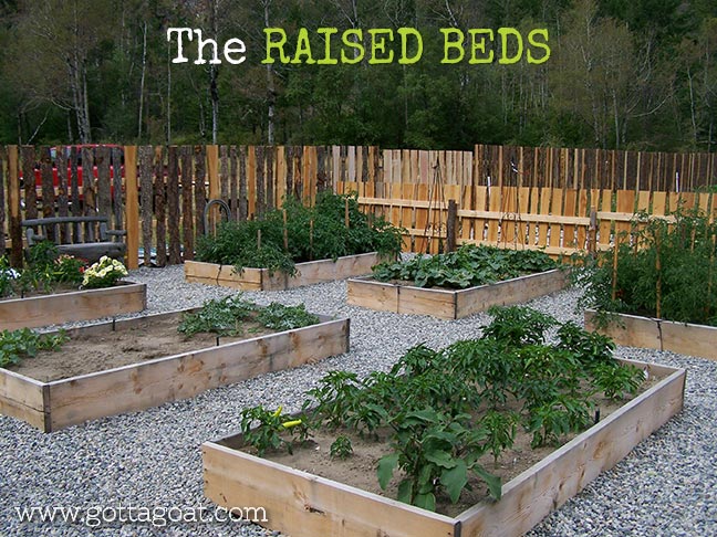 The raised beds