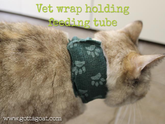 Vet wrap holding feeding tube