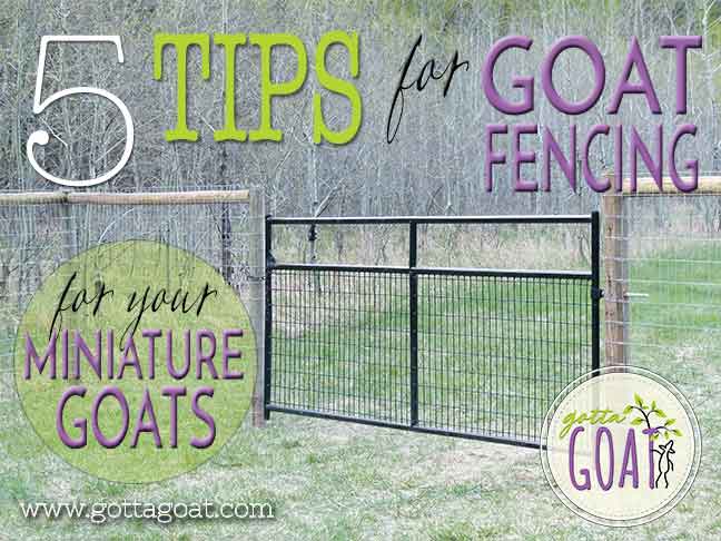 5 Tips for Goat Fencing for Your Miniature Goats