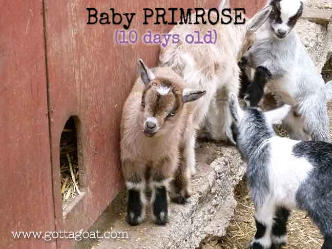 Baby Primrose - 10 days old