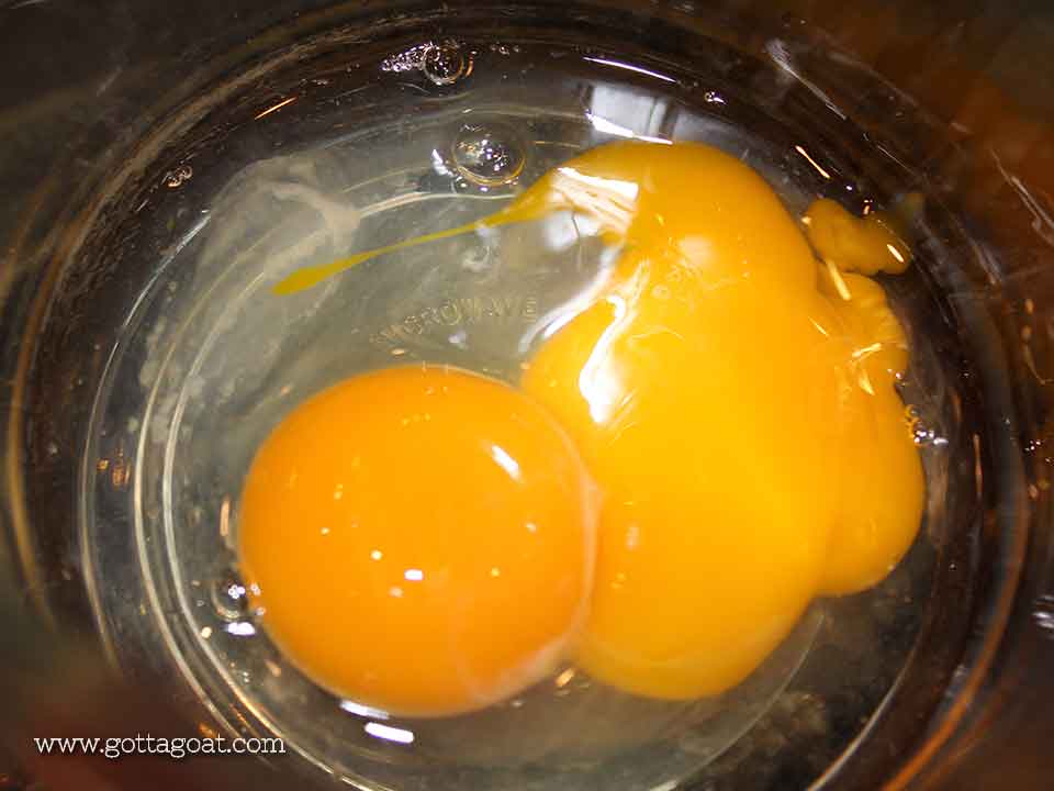 The BIGGEST Egg Contained a Double Yolk