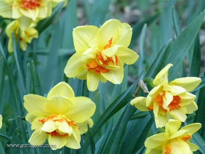 Jonquils in the Spring