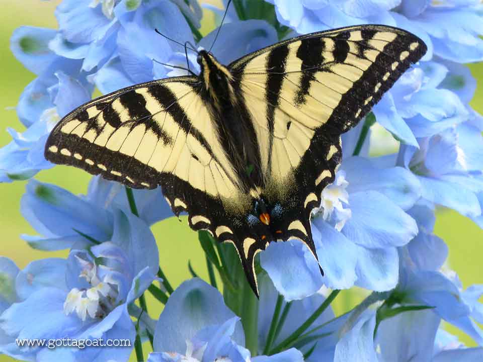 Butterfly on Delphiniums