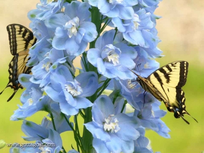 Butterflies on Delphiniums