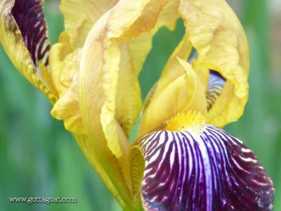 The Surprise Coloured Iris - Purple and Yellow