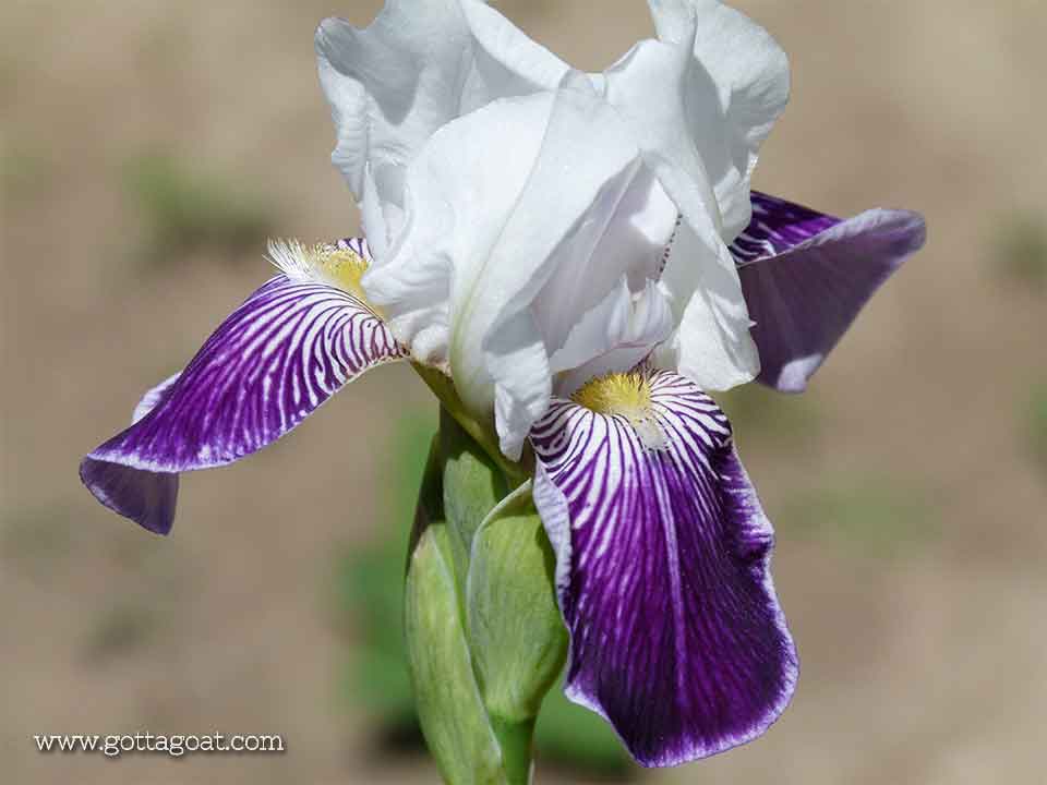 The Surprise Coloured Iris - Purple and White