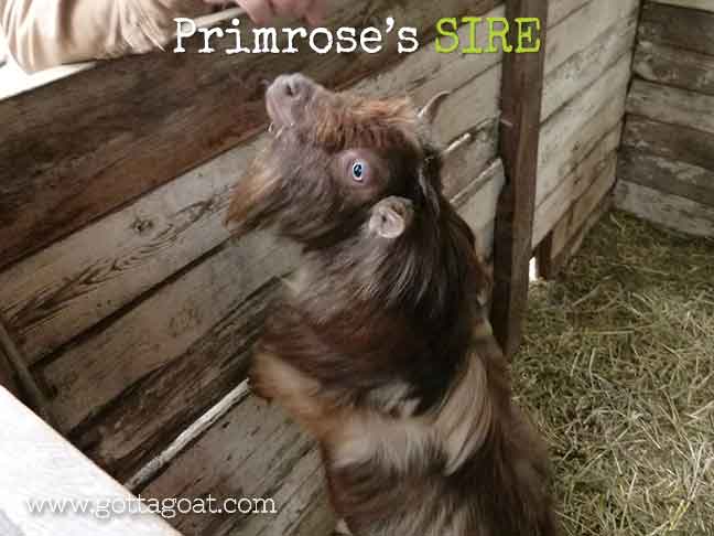 Primrose's Sire