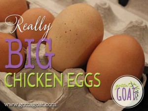 Really BIG Chicken Eggs