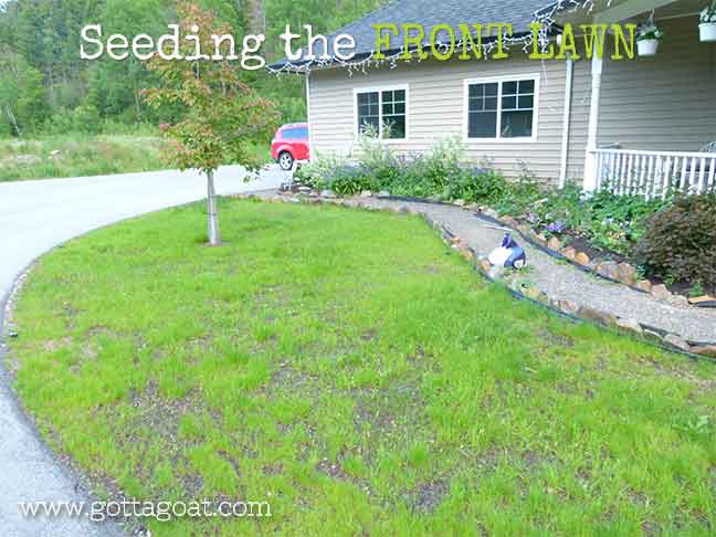 Seeding the Front Lawn