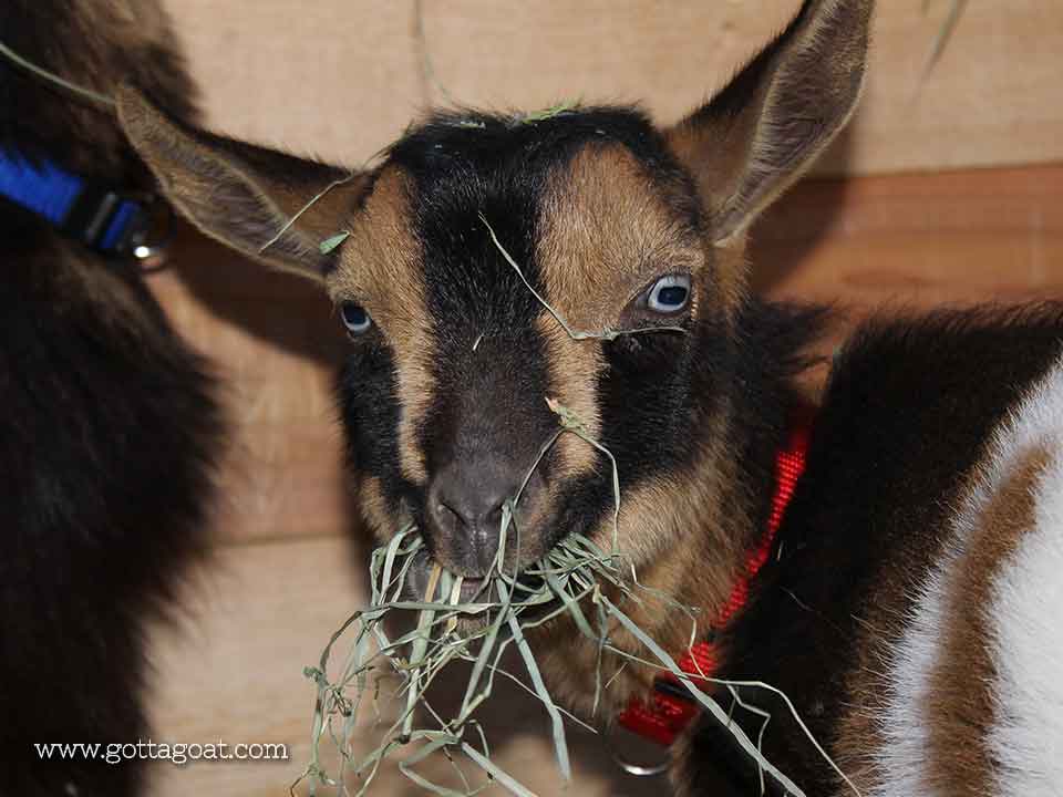 Amberle - again, with mouthful of hay