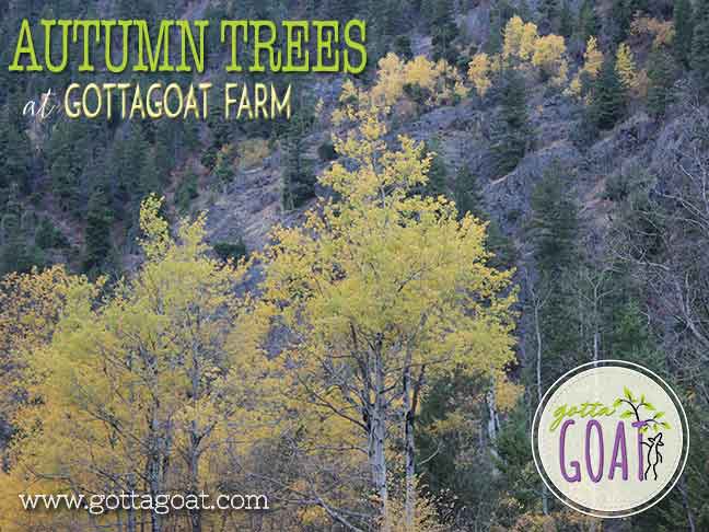 Autumn trees at GottaGoat Farm