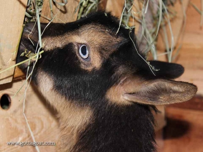 Eretria - enjoying her new hay manger