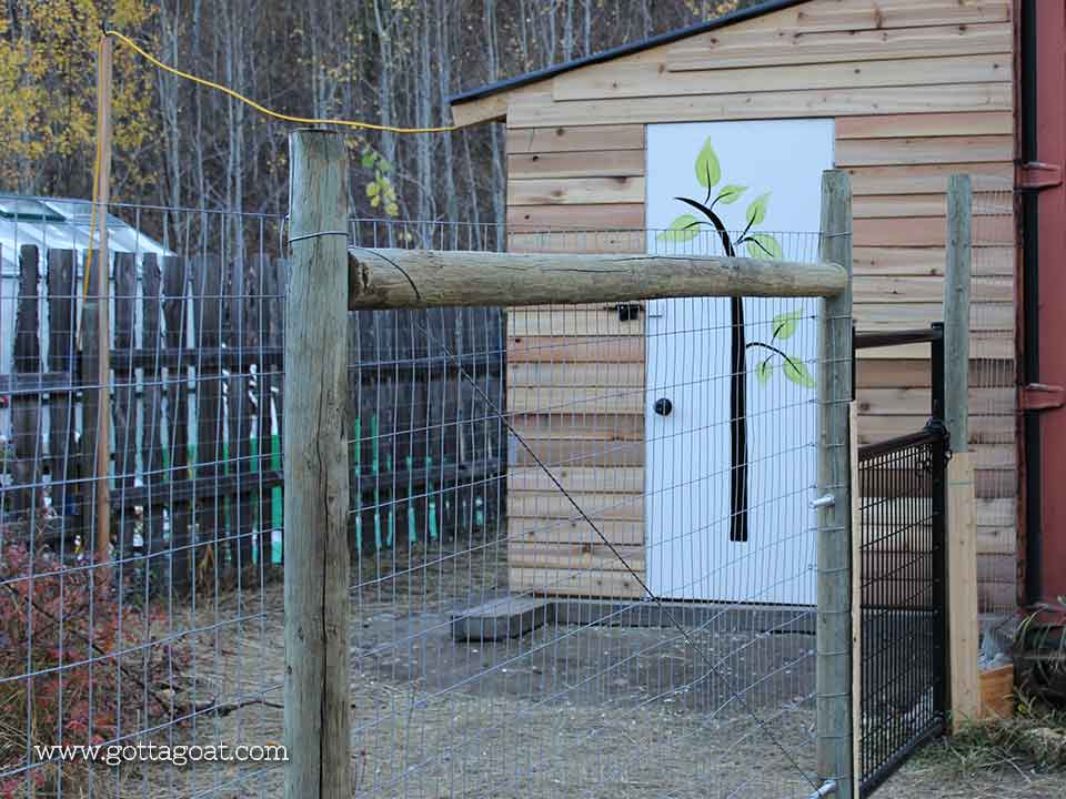 Finished fencing the yard for the goats