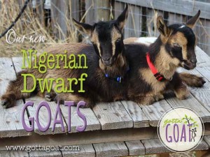 Our New Nigerian Dwarf Goats
