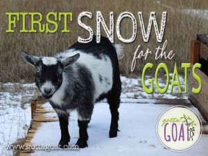 First Snow for the Goats