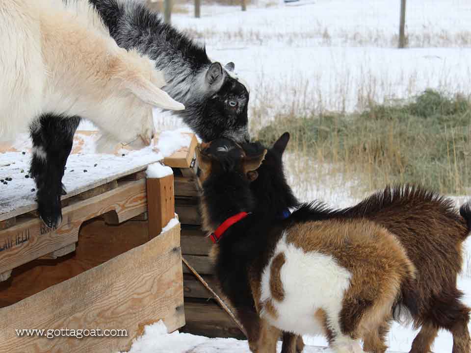 Goats checking out each other