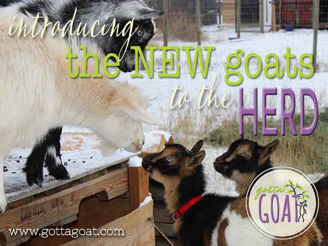Introducing the New Goats to the Herd