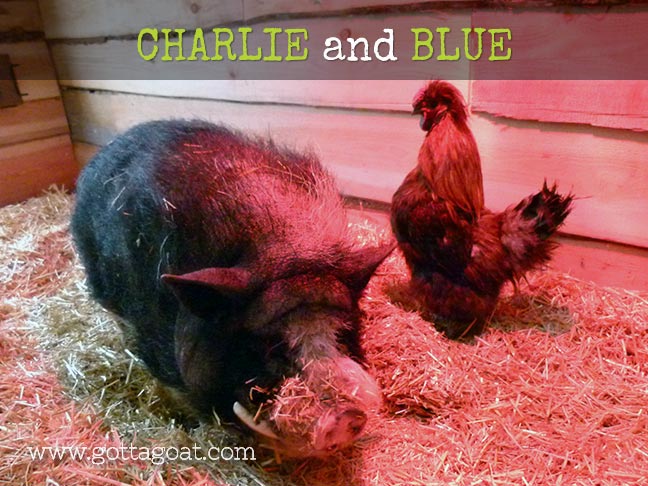 Charlie and Blue