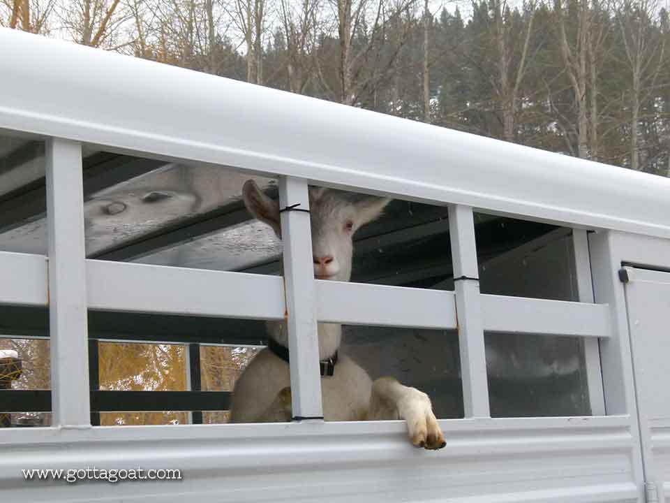 Frankie in the Trailer (he is a BIG boy!)