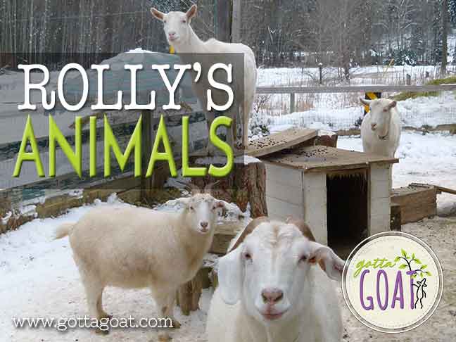 Rolly’s Animals
