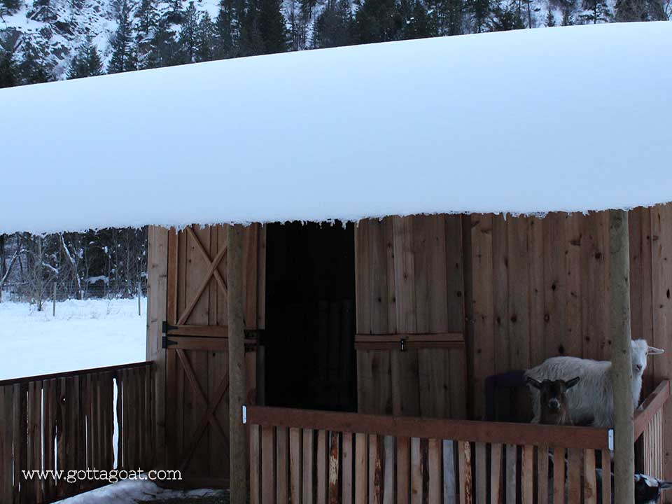 Snow sliding off the goat barn roof