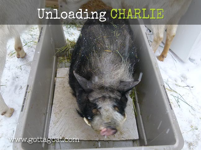 Unloading Charlie