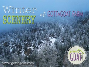 Winter Scenery at GottaGoat Farm