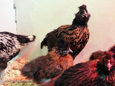 The new chicks (6 weeks old)