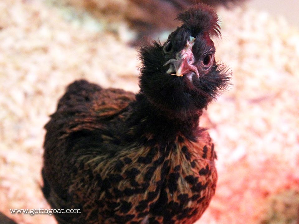 Malgus - our most curious chick