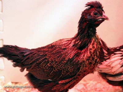 Malgus - the Maranter Rooster (we think)