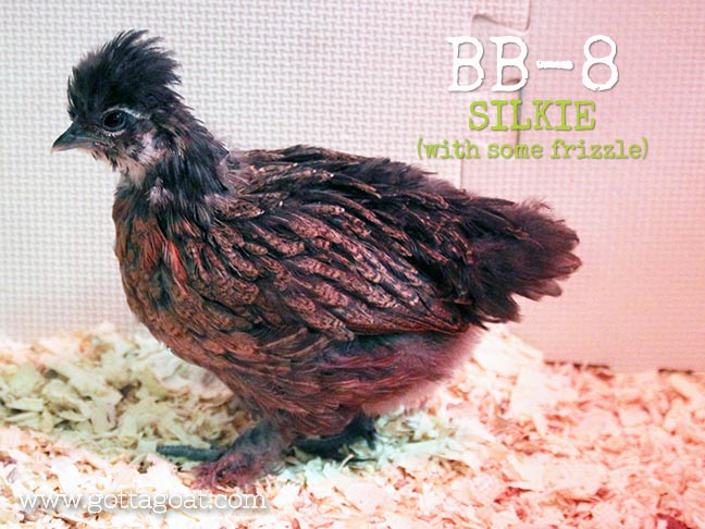 New Chick - BB-8: Silkie-Frizzle