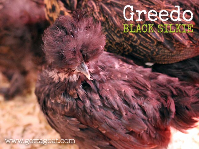 New Chick - Greedo: Silkie