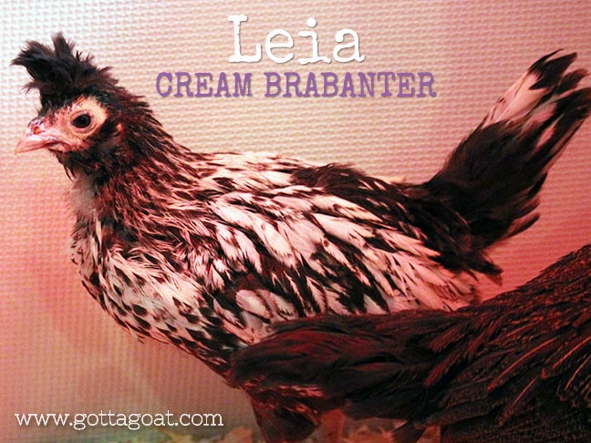 New Chick - Leia: Cream Brabanter