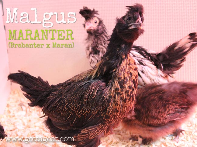 New Chick - Malgus: Maranter (Brabanter x Maran)