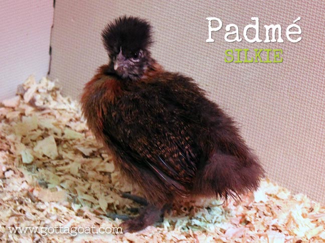New Chick - Padme: Silkie