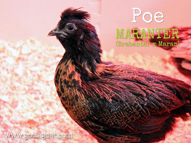 New Chick - Poe: Maranter (Brabanter x Maran)