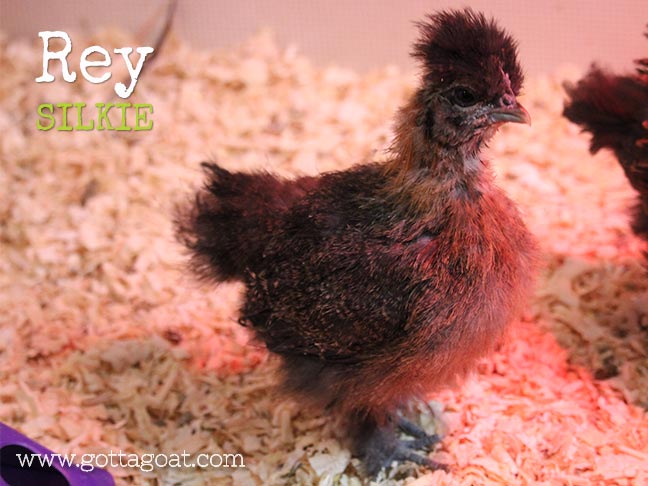 New Chick - Rey: Silkie
