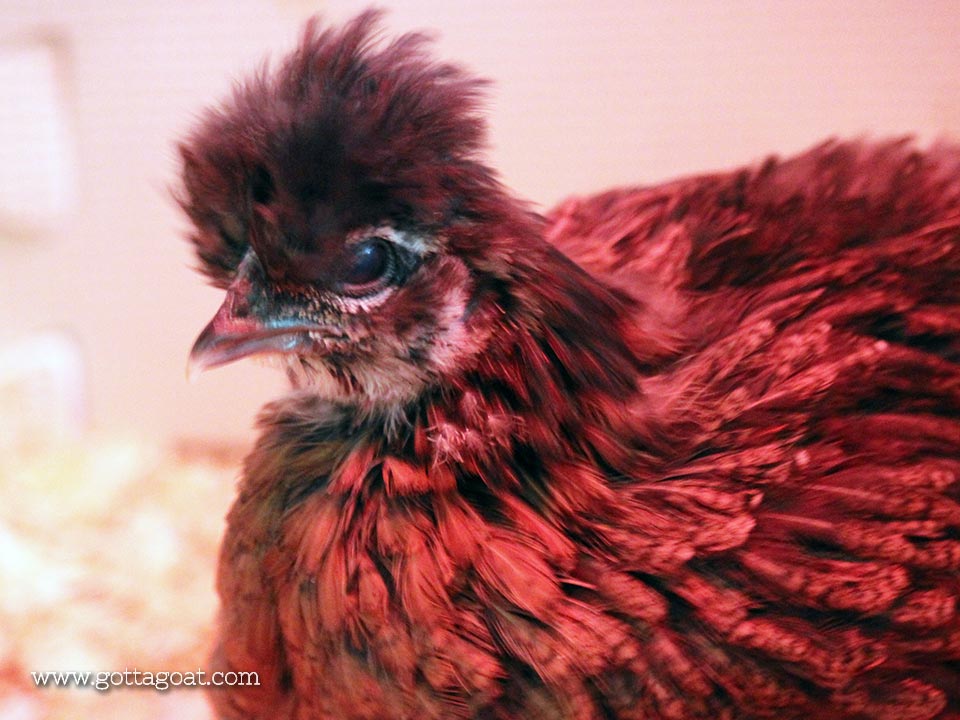 Silkie-Frizzle Chick