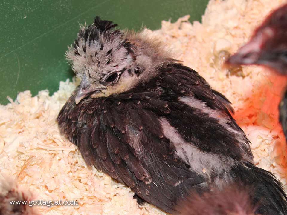 Baby Silkie Chick