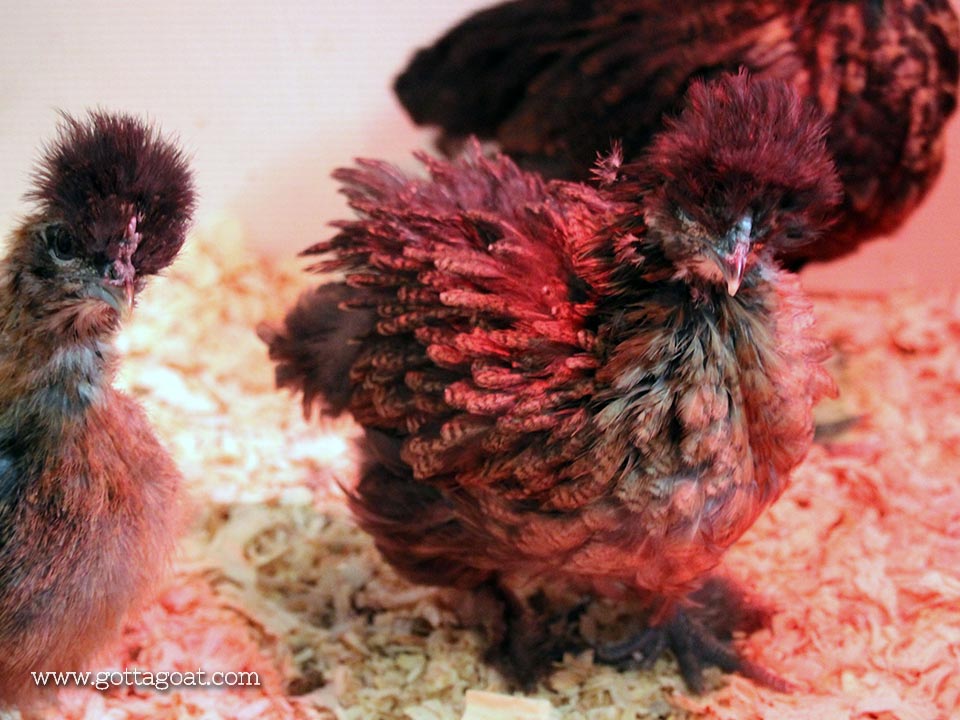 Silkie-Frizzle Chick